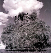 the album cover for William Elliott Whitmore - Field Songs