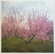 Washed Out : Within And Without (LP, Album, Whi)