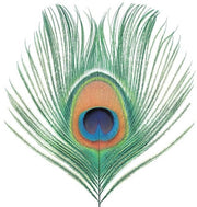 the album cover for Xtc - Apple Venus Vol 1