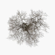 the album cover for John Metcalfe - Tree