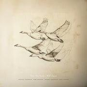 the album cover for Near The Pond - Wild Geese