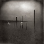 the album cover for Om - Conference Of The Birds