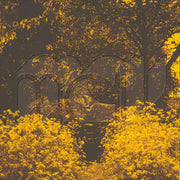Martin Courtney : Many Moons (LP, Album, Ltd, Cok)